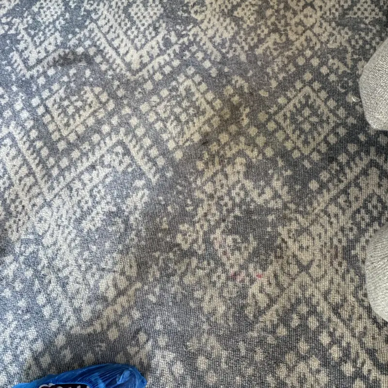 Area rug during hot water extraction cleaning